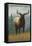 Cataloochee Valley, North Carolina - Elk Scene-Lantern Press-Framed Stretched Canvas