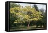 Catalpa Indian Bean Tree-null-Framed Stretched Canvas