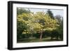 Catalpa Indian Bean Tree-null-Framed Photographic Print