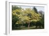 Catalpa Indian Bean Tree-null-Framed Photographic Print