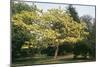 Catalpa Indian Bean Tree-null-Mounted Photographic Print