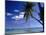 Catamaran Bora Bora-Ron Whitby Photography-Mounted Photographic Print