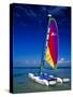 Catamarans, Florida Keys, Florida, USA-Terry Eggers-Stretched Canvas