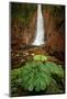 Catarata Del Toro Waterfall, in the mountains of Bajos del Toro Amarillo, Sarchi, Costa Rica-Adam Jones-Mounted Photographic Print