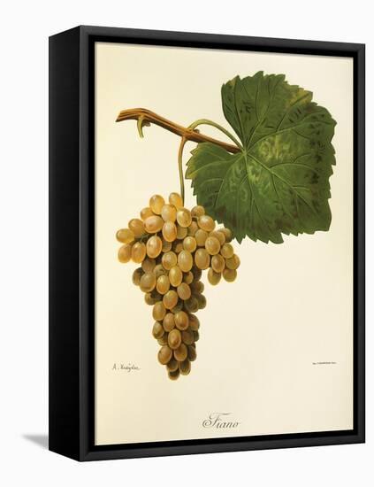 Catarratto Grape-A. Kreyder-Framed Stretched Canvas