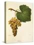 Catarratto Grape-A. Kreyder-Stretched Canvas