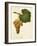 Catarratto Grape-A. Kreyder-Framed Giclee Print