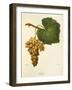 Catarratto Grape-A. Kreyder-Framed Giclee Print