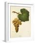 Catarratto Grape-A. Kreyder-Framed Giclee Print