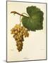 Catarratto Grape-A. Kreyder-Mounted Giclee Print