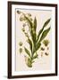 Catasetum Hookeri-Weddell-Framed Giclee Print