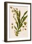 Catasetum Hookeri-Weddell-Framed Giclee Print