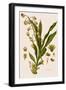 Catasetum Hookeri-Weddell-Framed Giclee Print