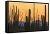 Catavina Desert, Baja California, Mexico-Art Wolfe-Framed Stretched Canvas