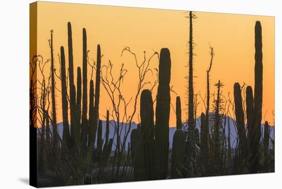 Catavina Desert, Baja California, Mexico-Art Wolfe-Stretched Canvas