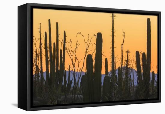 Catavina Desert, Baja California, Mexico-Art Wolfe-Framed Stretched Canvas