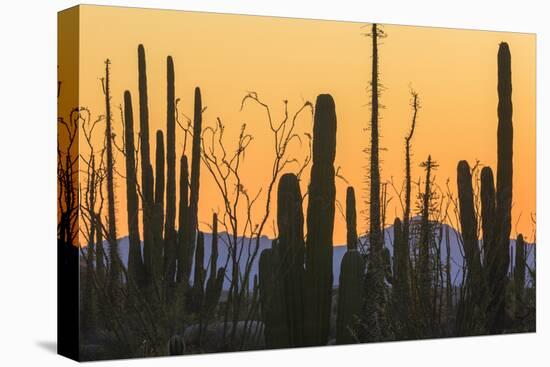 Catavina Desert, Baja California, Mexico-Art Wolfe-Stretched Canvas