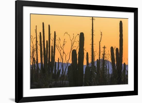 Catavina Desert, Baja California, Mexico-Art Wolfe-Framed Photographic Print