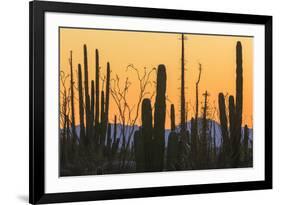 Catavina Desert, Baja California, Mexico-Art Wolfe-Framed Photographic Print