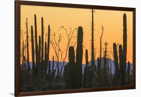 Catavina Desert, Baja California, Mexico-Art Wolfe-Framed Photographic Print