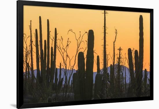 Catavina Desert, Baja California, Mexico-Art Wolfe-Framed Photographic Print