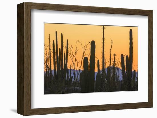 Catavina Desert, Baja California, Mexico-Art Wolfe-Framed Photographic Print