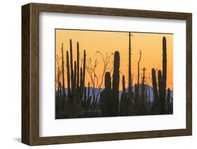 Catavina Desert, Baja California, Mexico-Art Wolfe-Framed Photographic Print