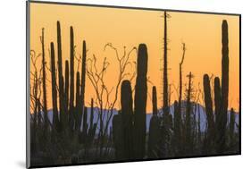 Catavina Desert, Baja California, Mexico-Art Wolfe-Mounted Photographic Print