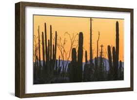 Catavina Desert, Baja California, Mexico-Art Wolfe-Framed Photographic Print