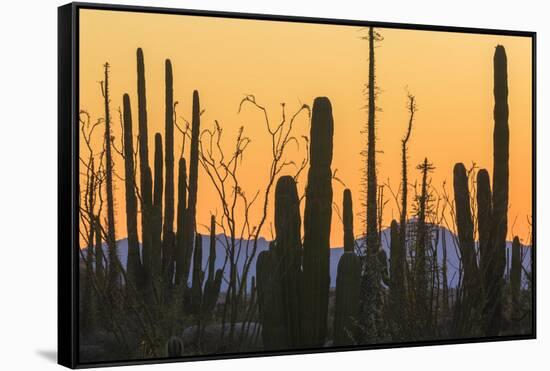 Catavina Desert, Baja California, Mexico-Art Wolfe-Framed Stretched Canvas