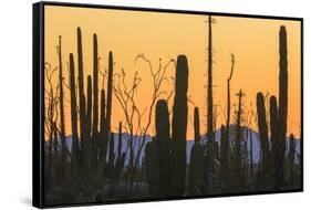 Catavina Desert, Baja California, Mexico-Art Wolfe-Framed Stretched Canvas