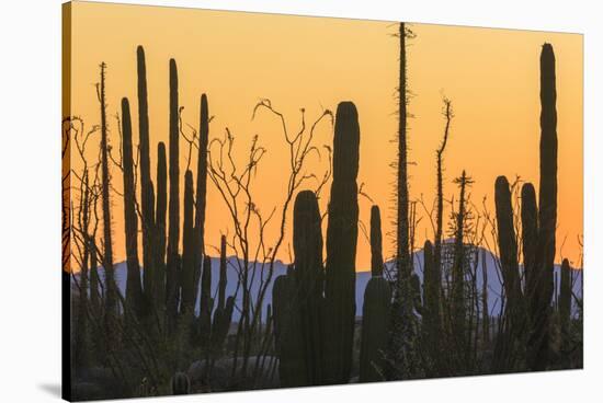 Catavina Desert, Baja California, Mexico-Art Wolfe-Stretched Canvas