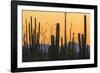 Catavina Desert, Baja California, Mexico-Art Wolfe-Framed Photographic Print