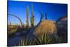 Catavina Desert, Baja California, Mexico-Art Wolfe-Stretched Canvas