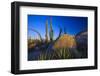 Catavina Desert, Baja California, Mexico-Art Wolfe-Framed Photographic Print