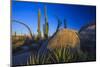 Catavina Desert, Baja California, Mexico-Art Wolfe-Mounted Photographic Print