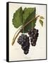 Catawba Grape-J. Troncy-Framed Stretched Canvas