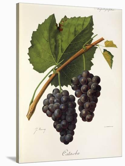 Catawba Grape-J. Troncy-Stretched Canvas