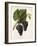 Catawba Grape-J. Troncy-Framed Giclee Print