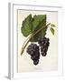 Catawba Grape-J. Troncy-Framed Giclee Print