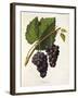 Catawba Grape-J. Troncy-Framed Giclee Print