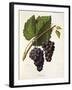 Catawba Grape-J. Troncy-Framed Giclee Print