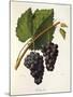 Catawba Grape-J. Troncy-Mounted Giclee Print