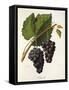 Catawba Grape-J. Troncy-Framed Stretched Canvas