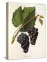 Catawba Grape-J. Troncy-Stretched Canvas