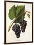 Catawba Grape-J. Troncy-Framed Giclee Print