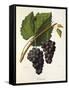 Catawba Grape-J. Troncy-Framed Stretched Canvas