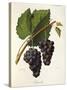 Catawba Grape-J. Troncy-Stretched Canvas