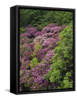 Catawba Rhododendron and Mountain Ash Growing in Forest-Adam Jones-Framed Stretched Canvas