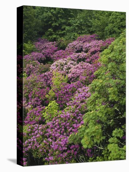 Catawba Rhododendron and Mountain Ash Growing in Forest-Adam Jones-Stretched Canvas
